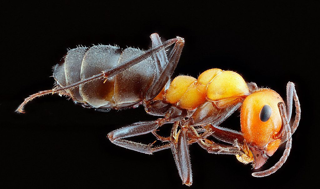 Ant Control service in Youngstown, OH