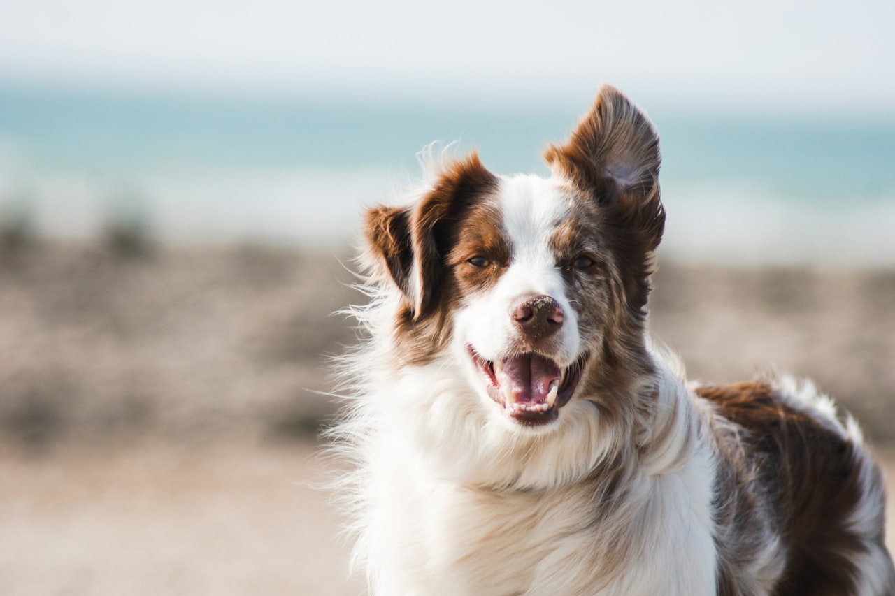 Flea & Tick Control service in Youngstown, OH