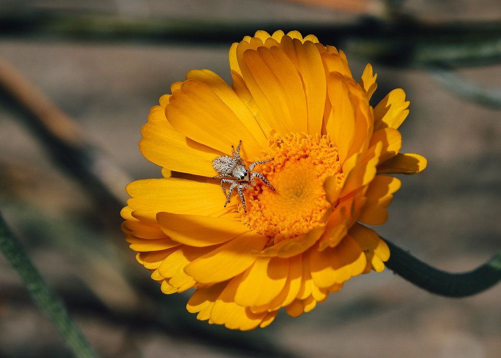 Spider Control service in Youngstown, OH